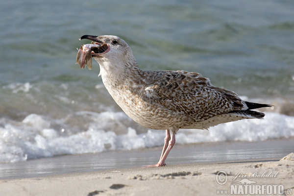 Gaviota argéntea