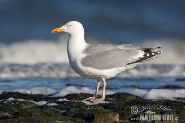 Gaviota argéntea