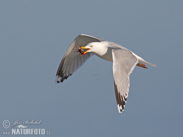 Gaviota argéntea