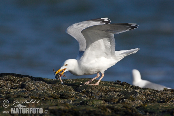 Gaviota argéntea