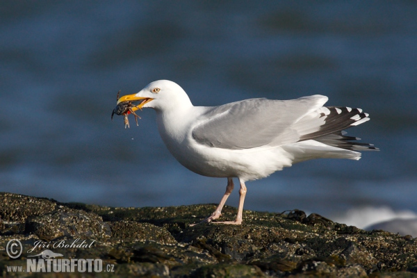 Gaviota argéntea