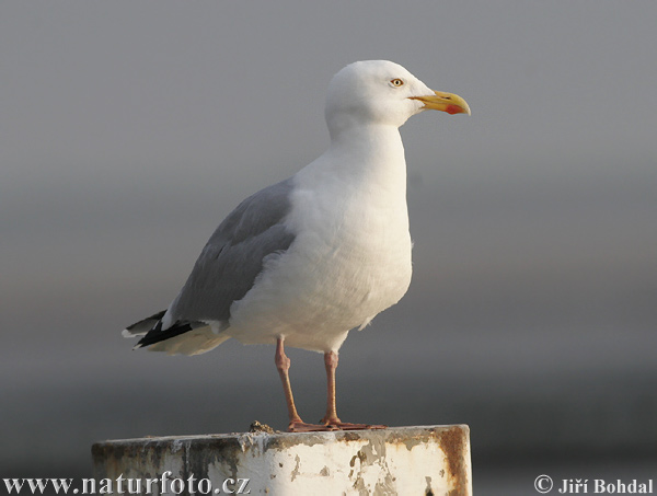 Gaviota argéntea