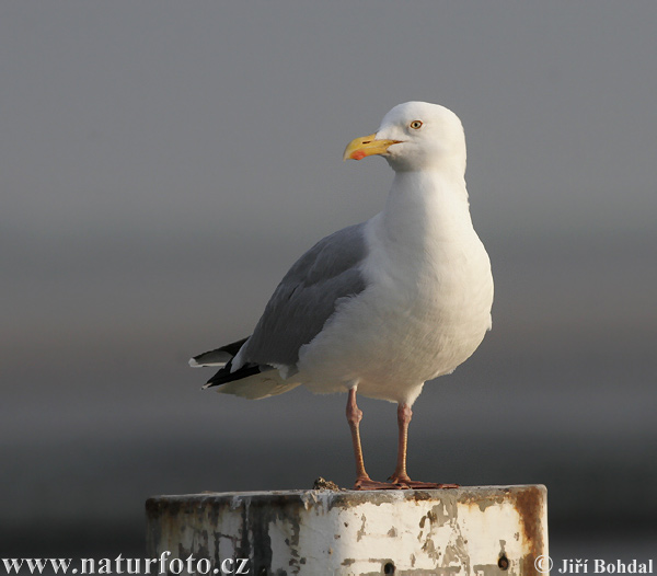 Gaviota argéntea