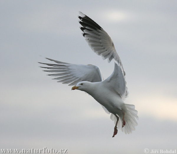 Gaviota argéntea