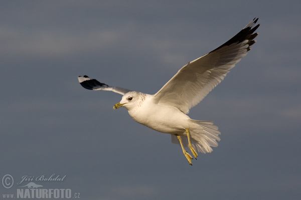 Gaviota cana