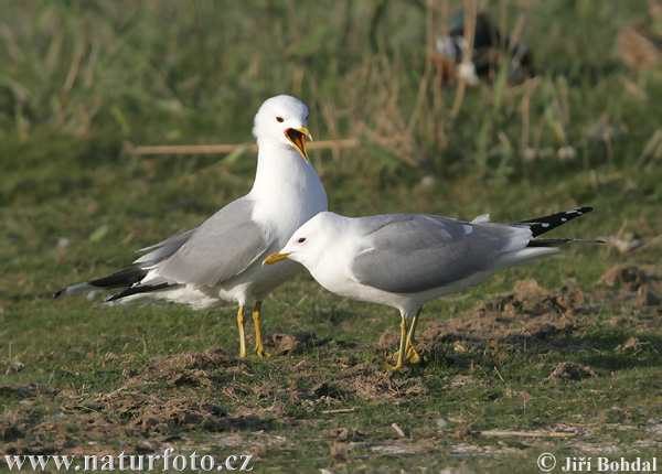 Gaviota cana