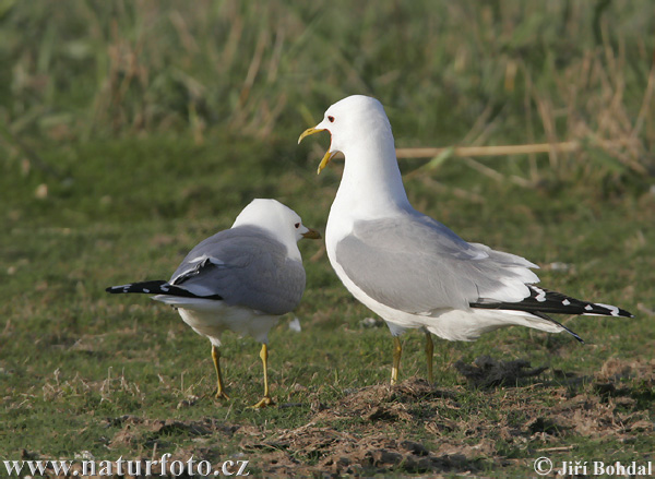 Gaviota cana