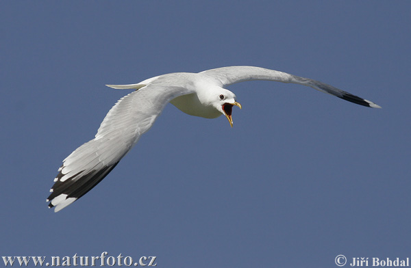 Gaviota cana