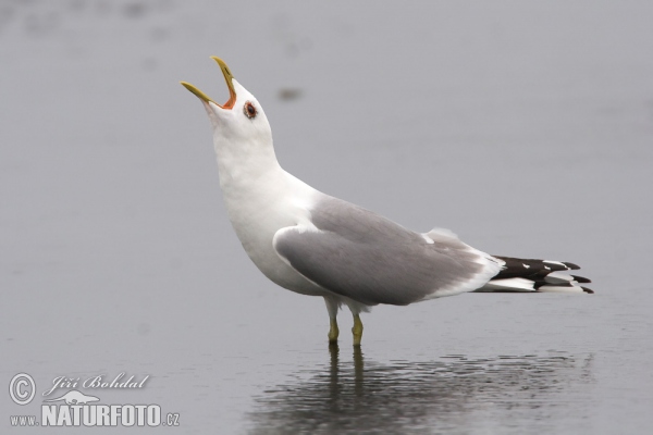 Gaviota cana