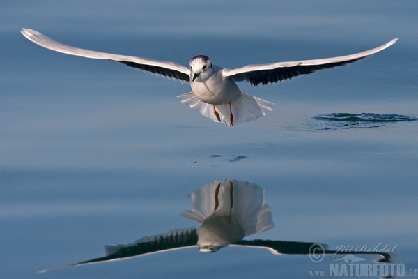 Gaviota enana