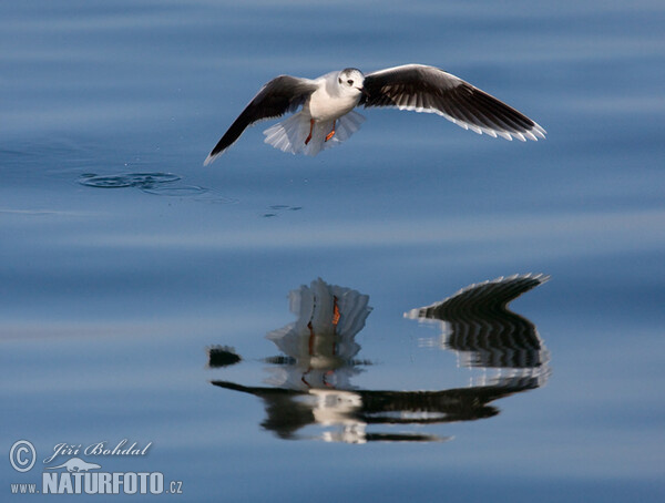 Gaviota enana