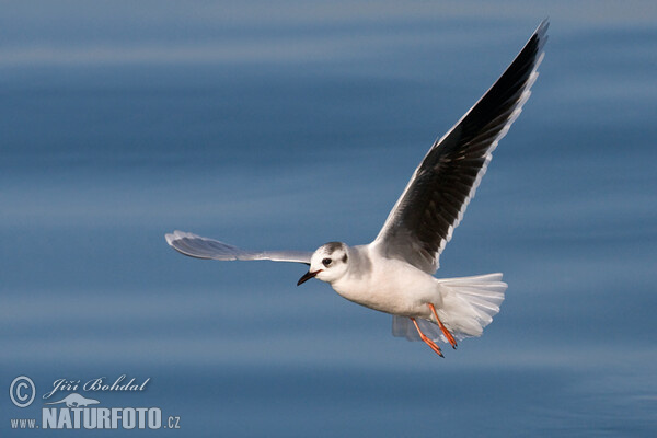 Gaviota enana