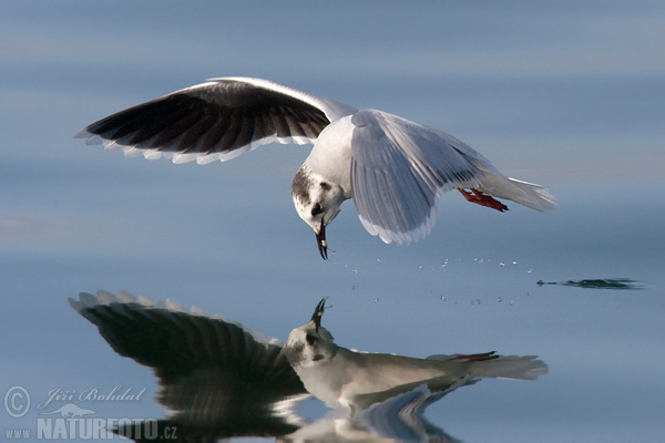 Gaviota enana