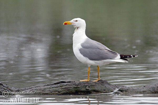 Gaviota patiamarilla