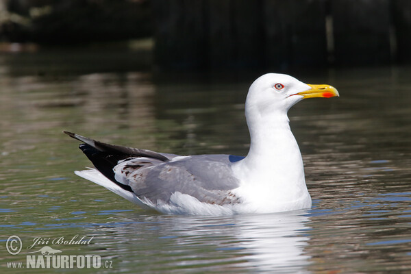 Gaviota patiamarilla