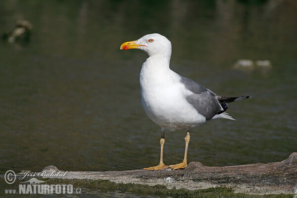 Gaviota patiamarilla