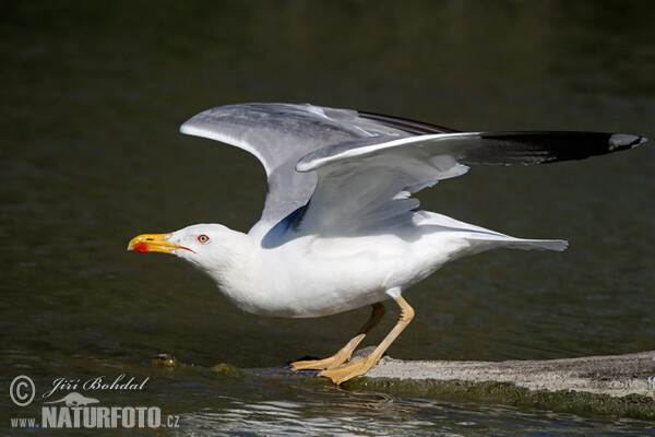 Gaviota patiamarilla