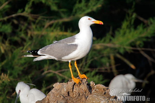 Gaviota patiamarilla