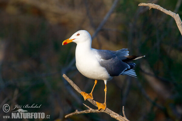 Gaviota patiamarilla