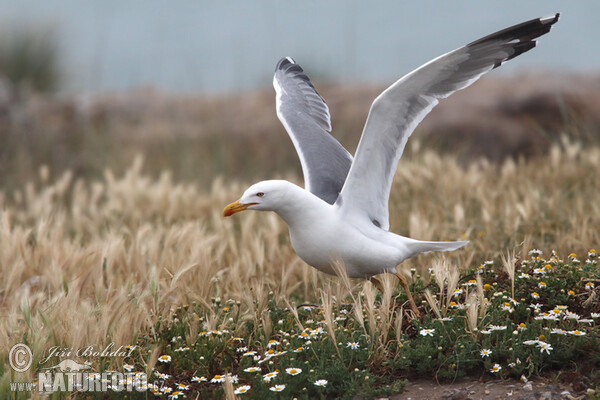 Gaviota patiamarilla