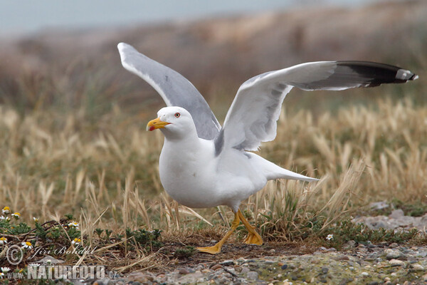 Gaviota patiamarilla