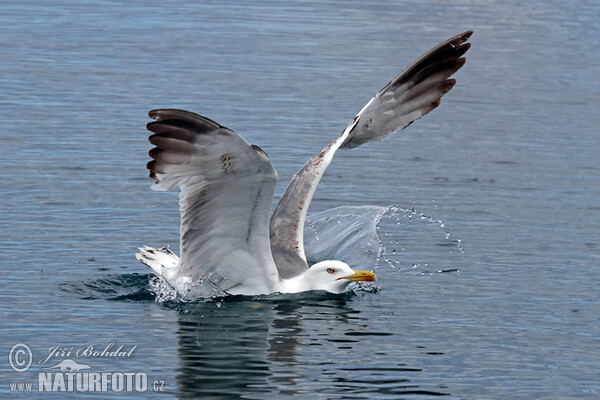 Gaviota patiamarilla