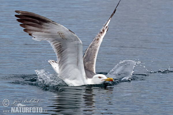 Gaviota patiamarilla