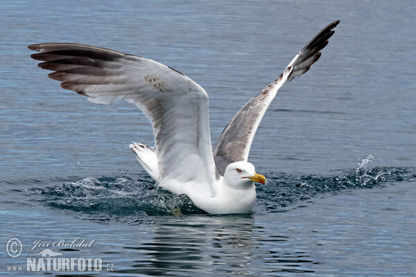 Gaviota patiamarilla