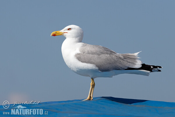 Gaviota patiamarilla