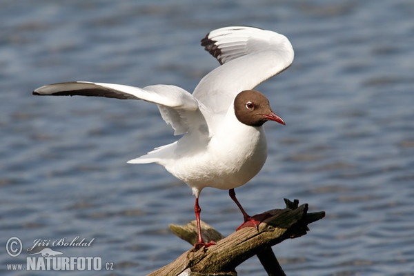 Gaviota reidora