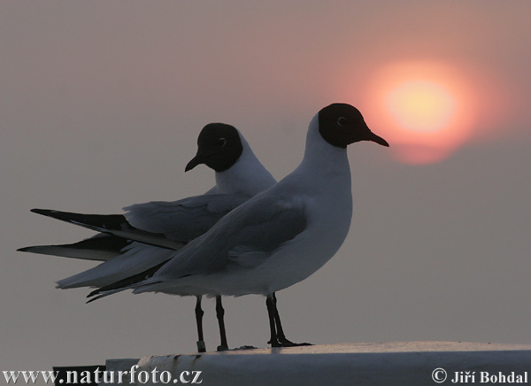 Gaviota reidora