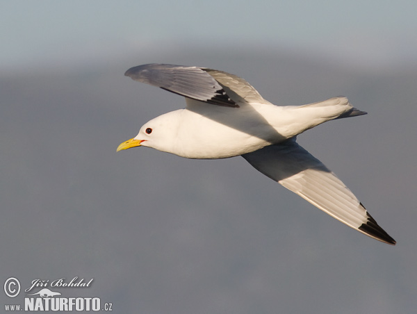 Gaviota tridáctila