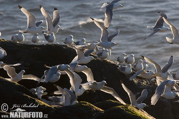 Gaviota tridáctila