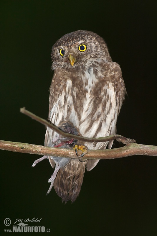 Glaucidium passerinum