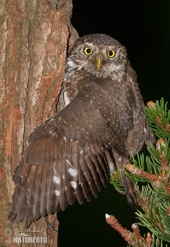 Glaucidium passerinum