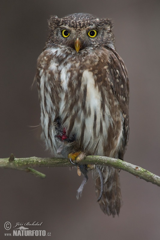 Glaucidium passerinum