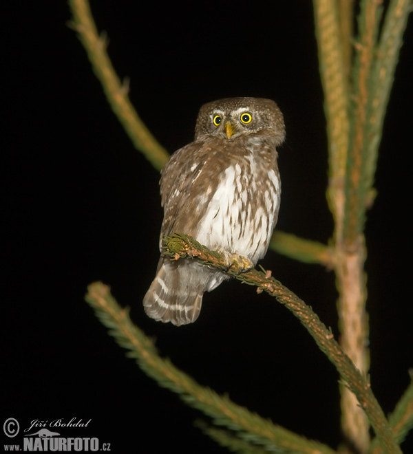 Glaucidium passerinum