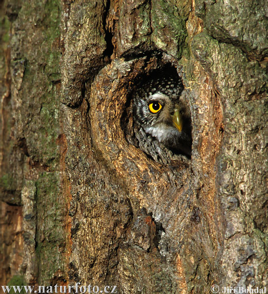 Glaucidium passerinum