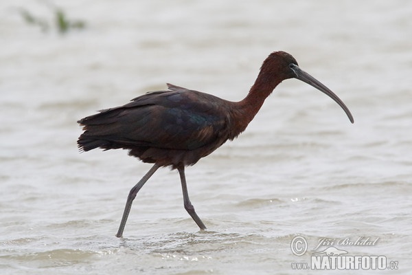 Glossy Ibis (Plegadis falcinellus)