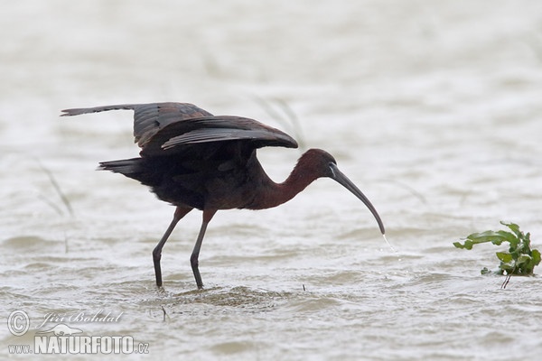 Glossy Ibis (Plegadis falcinellus)