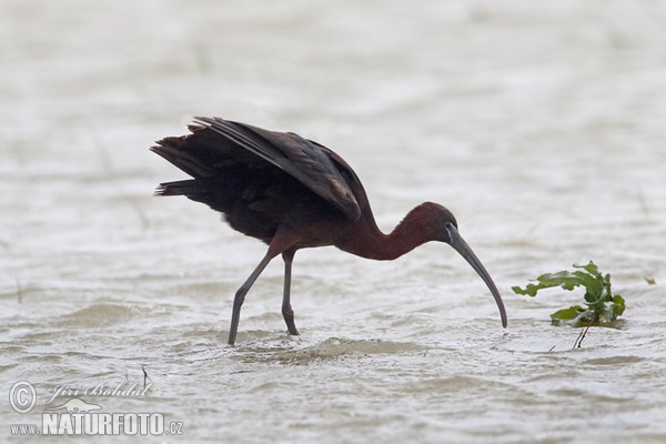 Glossy Ibis (Plegadis falcinellus)