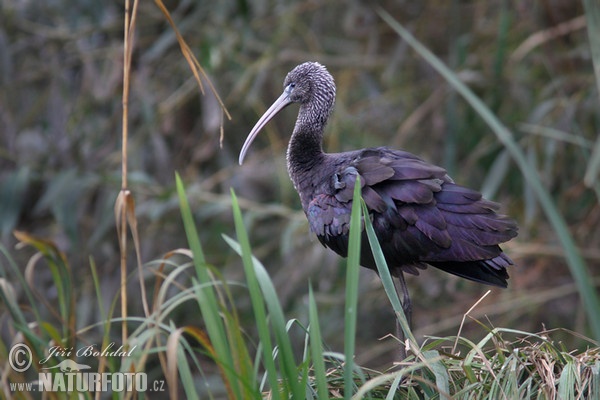 Glossy Ibis (Plegadis falcinellus)