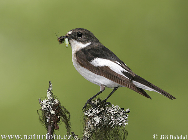 Gobemouche noir