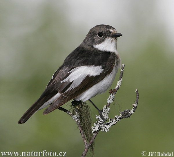 Gobemouche noir