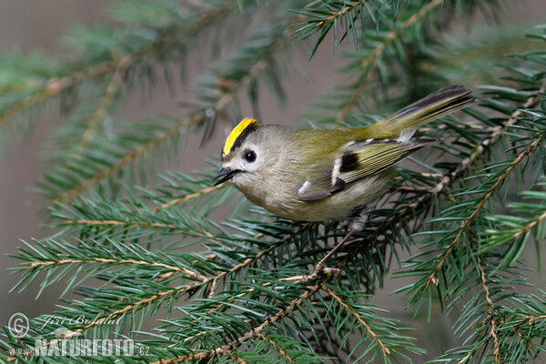 Goldcrest (Regulus regulus)