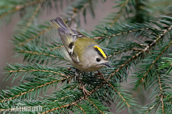 Goldcrest (Regulus regulus)