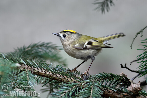 Goldcrest (Regulus regulus)