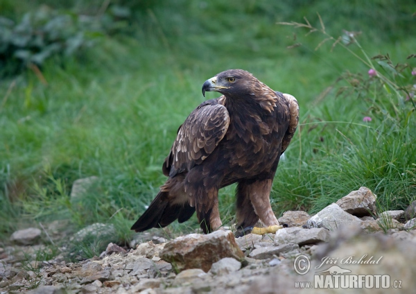 Golden Eagle (Aquila chrysaetos)