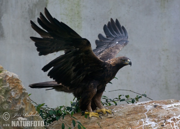 Golden Eagle (Aquila chrysaetos)