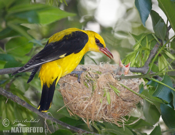Golden Oriole (Oriolus oriolus)
